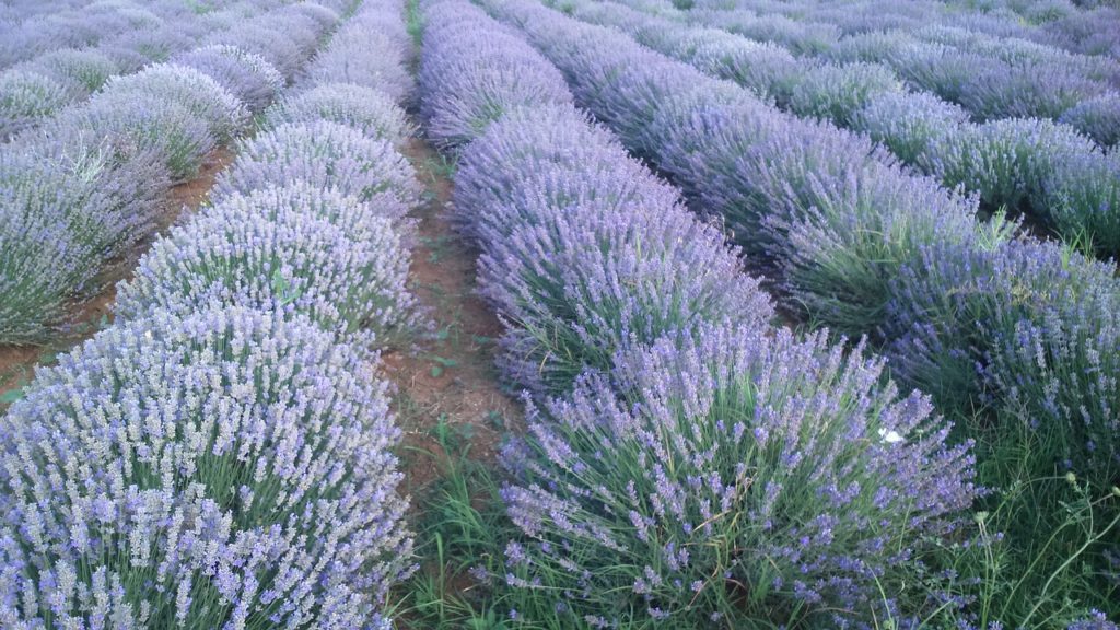 lavender, bulgaria, field-4725057.jpg